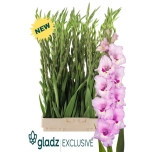 Gladiolus Gladiool Zamora 120cm