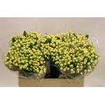 Hypericum Naistepuna White Prince 50cm