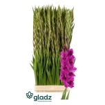 Gladiolus Gladiool Mystic Magenta 135cm