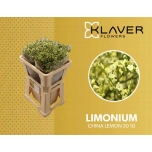 Limonium Parkjuur China Lemon 60cm