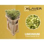 Limonium Parkjuur China Lemon 70cm