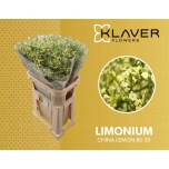 Limonium Parkjuur China Lemon 80cm