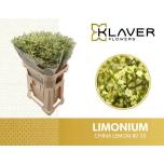 Limonium Parkjuur China Lemon 80cm