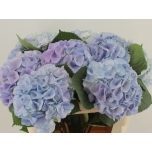 Hydrangea Hortensia My Heaven 80cm*5