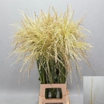 Miscanthus Siidpööris Fern Osten White 100cm