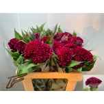 Celosia Mätashari Indian Sumburg 55cm