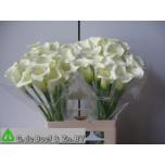 Zantedeschia Kalla White Flirt 60cm