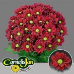 Chrysanthemum Krüsanteem SP Redbone*5