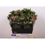 Helleborus Lumeroos Mammoth Pink 40cm