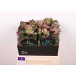 Helleborus Lumeroos Mammoth Pink 40-45cm