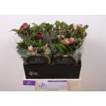 Helleborus Lumeroos Mammoth Pink 40cm