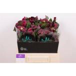 Helleborus Lumeroos Mammoth Red 40cm