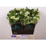 Helleborus Lumeroos Mammoth White 45cm