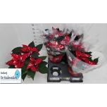 Euphorbia pulc fantasy star 15cm