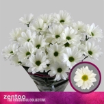 Chrysanthemum Krüsanteem SP Babe Bianco*5