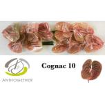 Anthurium Flamingolill Cognac