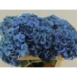 Hydrangea Hortensia Royal Crown blue 80cm*5