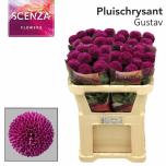 Chrysanthemum Krüsanteem BL Roxo*10