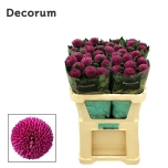 Chrysanthemum Krüsanteem BL Roxo*10