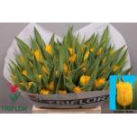 Tulp fr Golden State