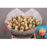 Tulp do Bed of Roses