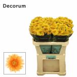 Chrysanthemum Krüsanteem BL Etrusko Orange*10