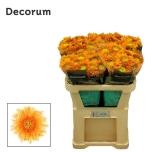 Chrysanthemum Krüsanteem BL Etrusko Orange*10