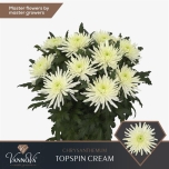 Chrysanthemum Krüsanteem BL Topspin Cream*10