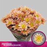 Chrysanthemum Krüsanteem SP Serenity Sweet Peach*5