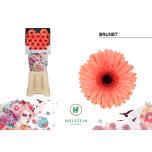 Gerbera MINI Brunet*20