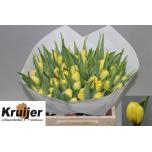 Tulp do Sweet Lemon