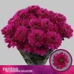 Chrysanthemum Krüsanteem SP Fabienne Purple*5