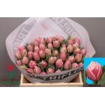 Tulp do Lets Dance