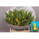 Tulp li Glamour