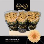 Chrysanthemum Krüsanteem SANTINI Miller Salmon*25