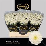 Chrysanthemum Krüsanteem SANTINI Miller White*25