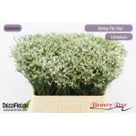 Limonium Parkjuur Sensy Tip Top 60cm