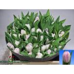 Tulp do Obsession