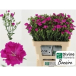 Dianthus Nelk SP Raffine Bonaire*10