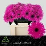 Gerbera GS Nola*10