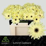 Gerbera KV Pastini Spritz*10