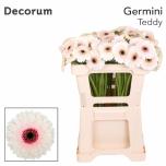 Gerbera MINI Teddy*20