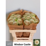 Roos 50cm Windsor Castle