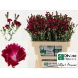 Dianthus Nelk SP Lilliput Forever*10