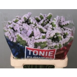 Limonium Parkjuur Silky Wings 60cm