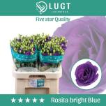 Eustoma Preeriakell Rosi Bright Blue