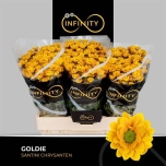 Chrysanthemum Krüsanteem SANTINI Goldie*25