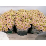 Chrysanthemum Krüsanteem SANTINI Davina*25