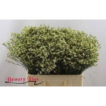 Limonium Parkjuur Sensy Lemonade 60cm