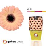 Gerbera MINI Jedi*20